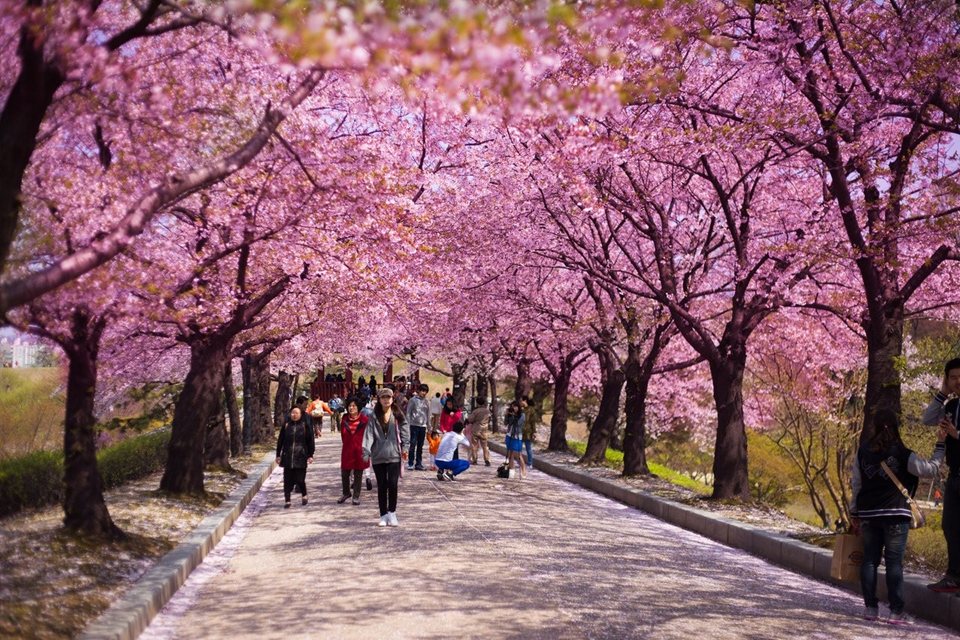 Tháng 4/2018, du khách có thể trải nghiệm loại hình du lịch bằngmáy bay riêng tới đất nước Hàn Quốc ngắm hoa anh đào đẹp nhất trong năm
